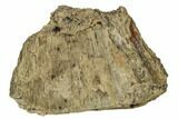 Agatized Fossil Coral Geode - Florida #188195-2